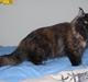 Maine Coon DK Sivkjærs Jawa