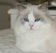 Ragdoll Kittyrags Melina