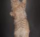 Selkirk Rex  DGC/ TGCA Lykken Curly Ronja