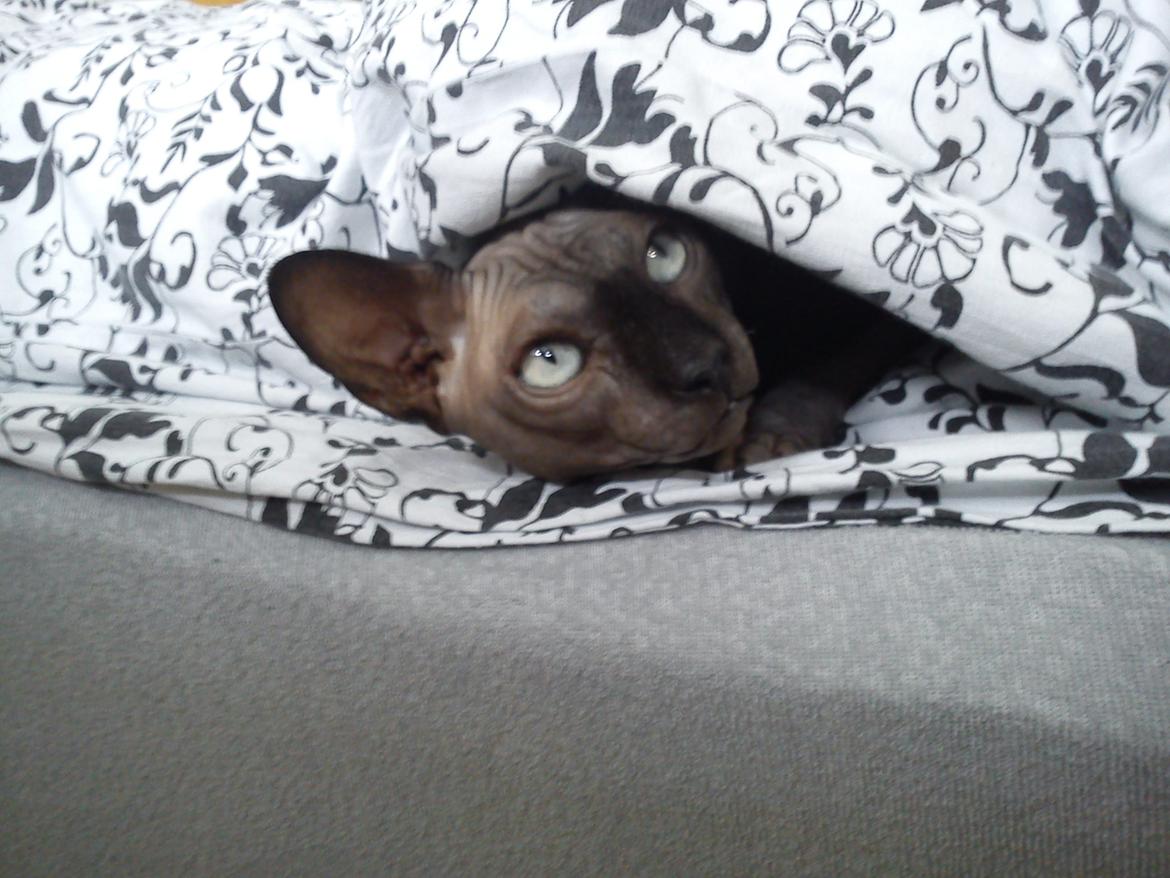 Sphynx Lukaz billede 20