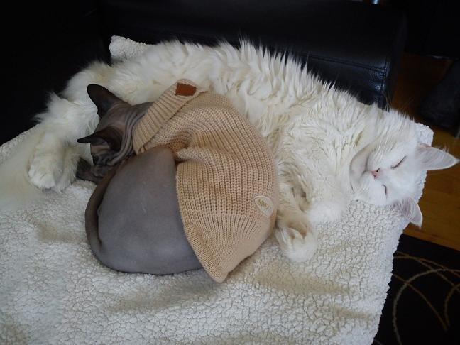 Sphynx Lukaz - Putte'misserne <3  billede 21