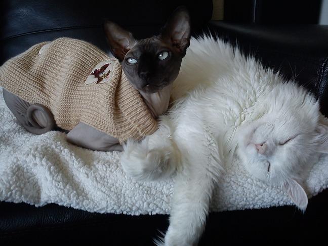 Maine Coon Sazi - Sazi og Lukaz <3  billede 20