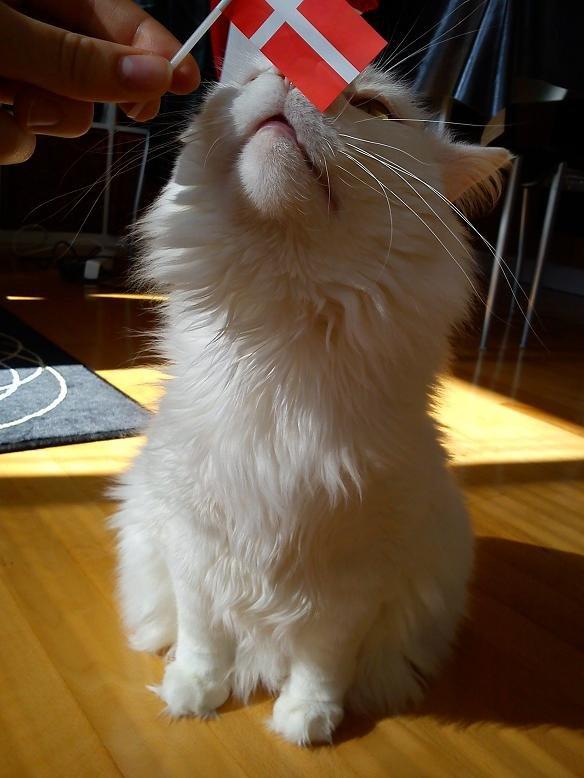 Maine Coon Sazi - Sazi holder fødselsdag :p  billede 21