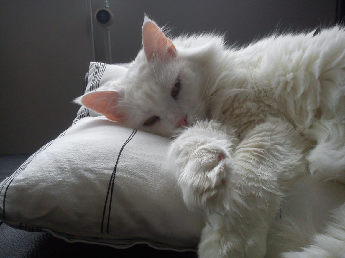 Maine Coon Sazi - Min smukke skat <3  billede 2