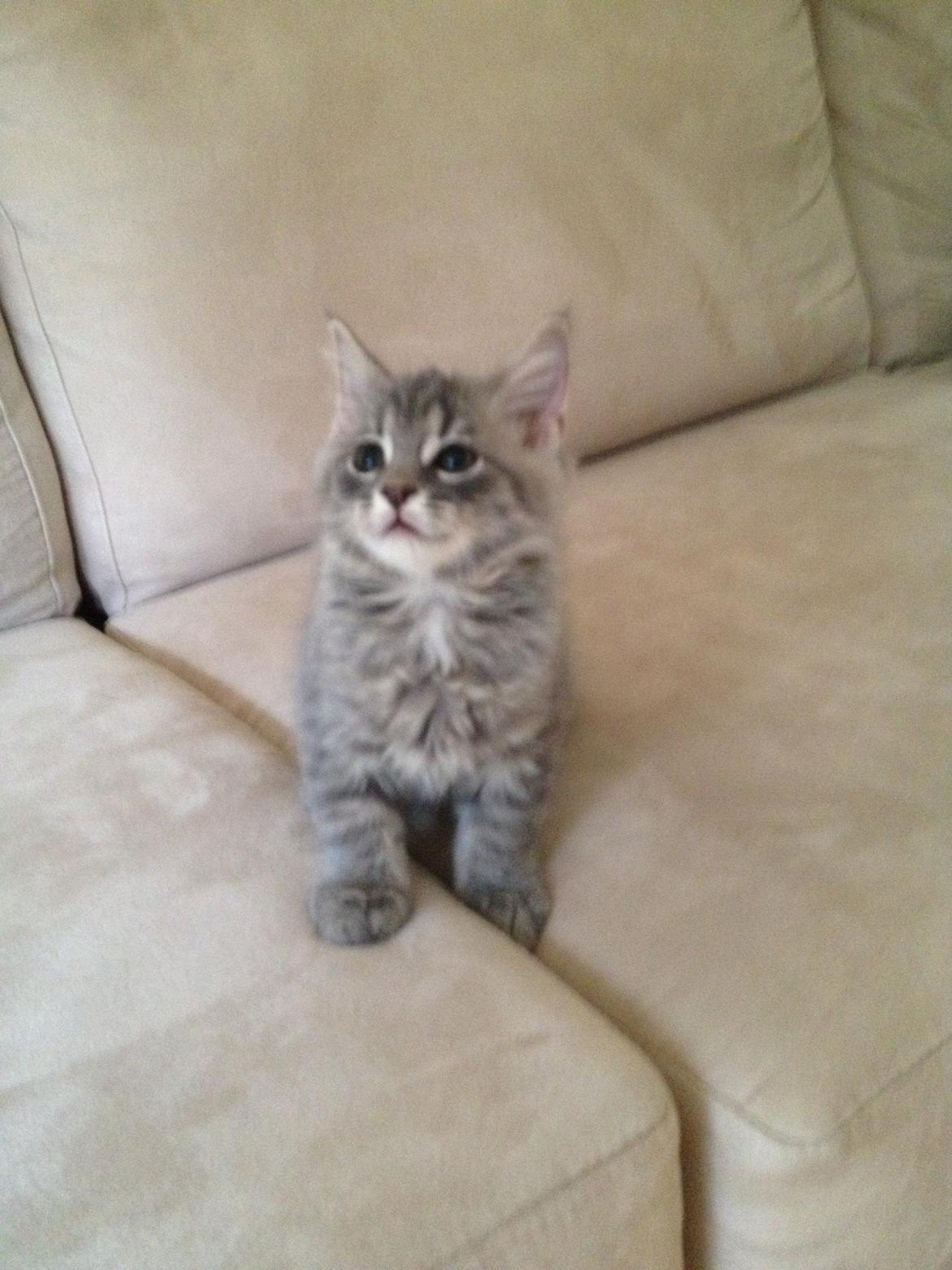 Blanding af racer Tia - 9 uger billede 1