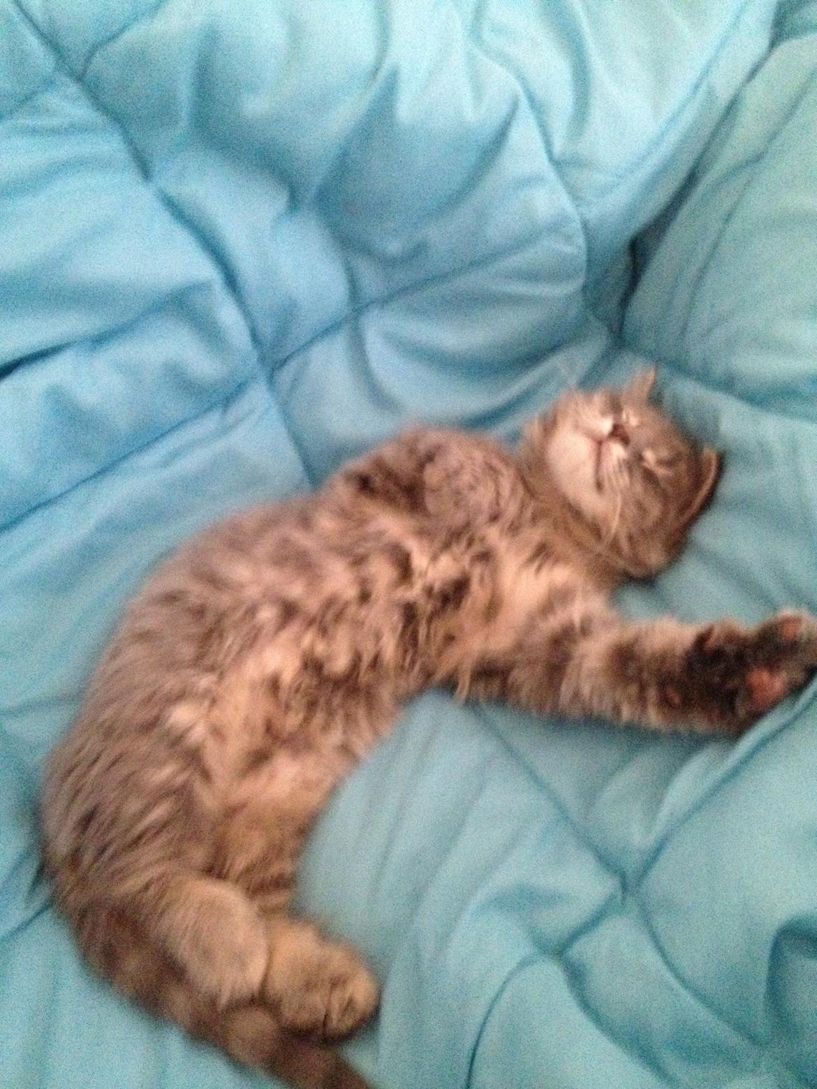 Blanding af racer Tia billede 2