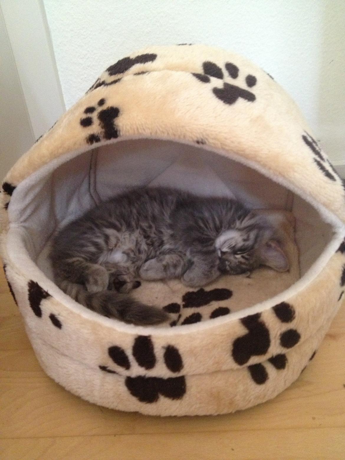 Blanding af racer Tia billede 3