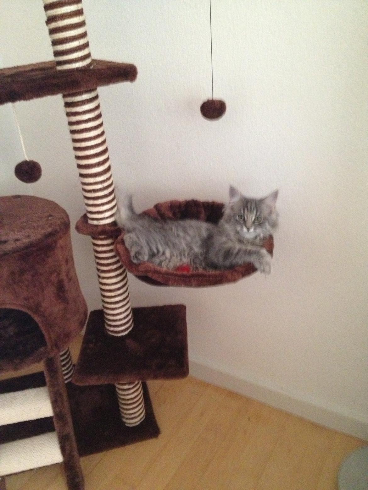 Blanding af racer Tia billede 4