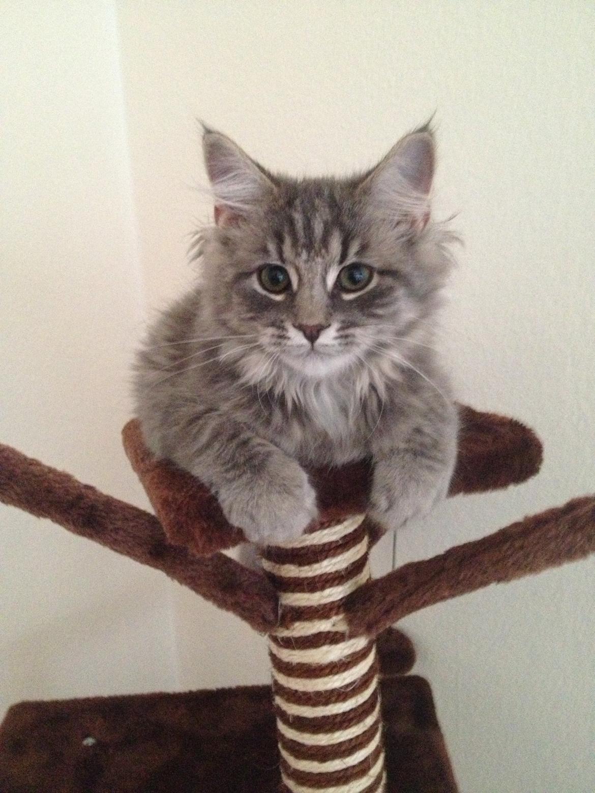 Blanding af racer Tia - 17 uger billede 5