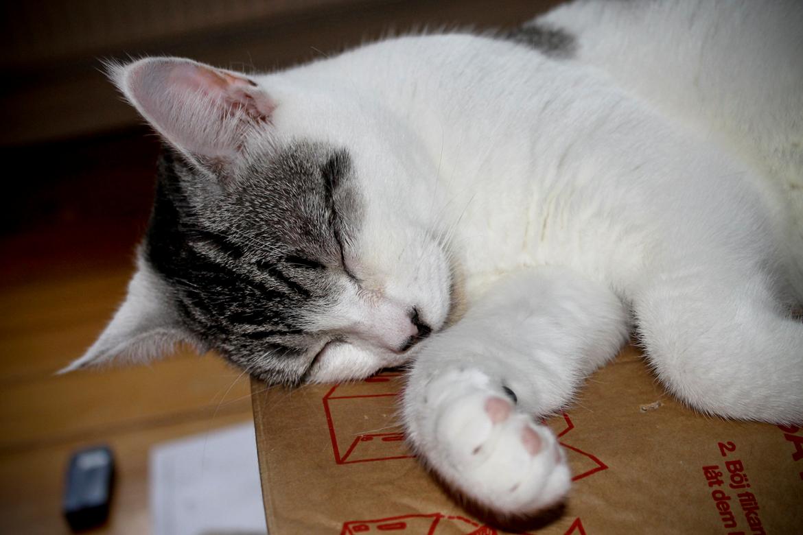 Huskat Geist billede 6