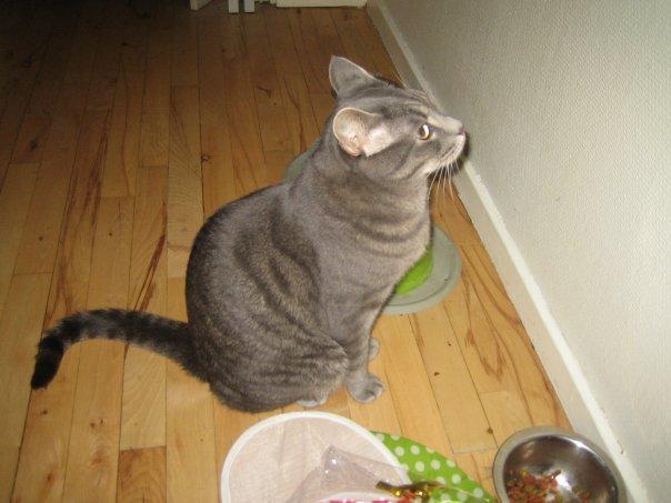 Huskat Mads - Mads venter på mad :) billede 1