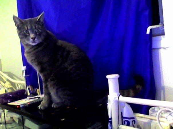 Huskat Mads billede 2