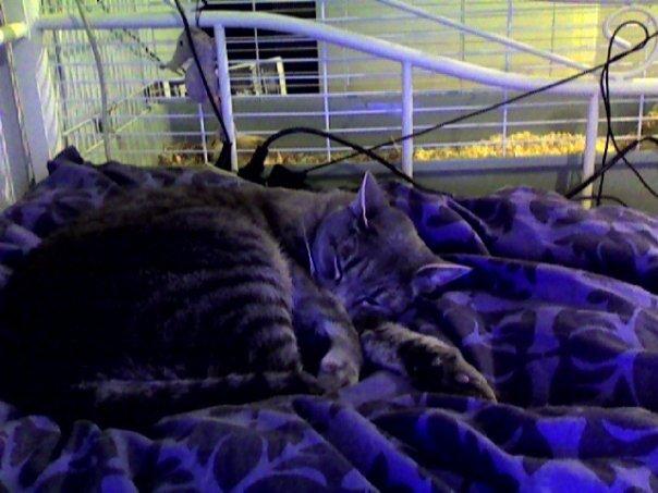 Huskat Mads - Mads tar en lille lur i min søsters seng billede 3