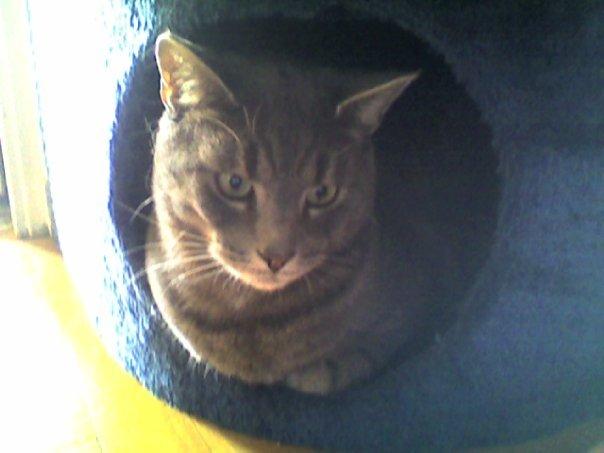 Huskat Mads billede 4