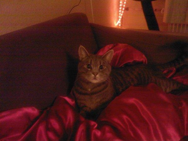 Huskat Mads billede 5