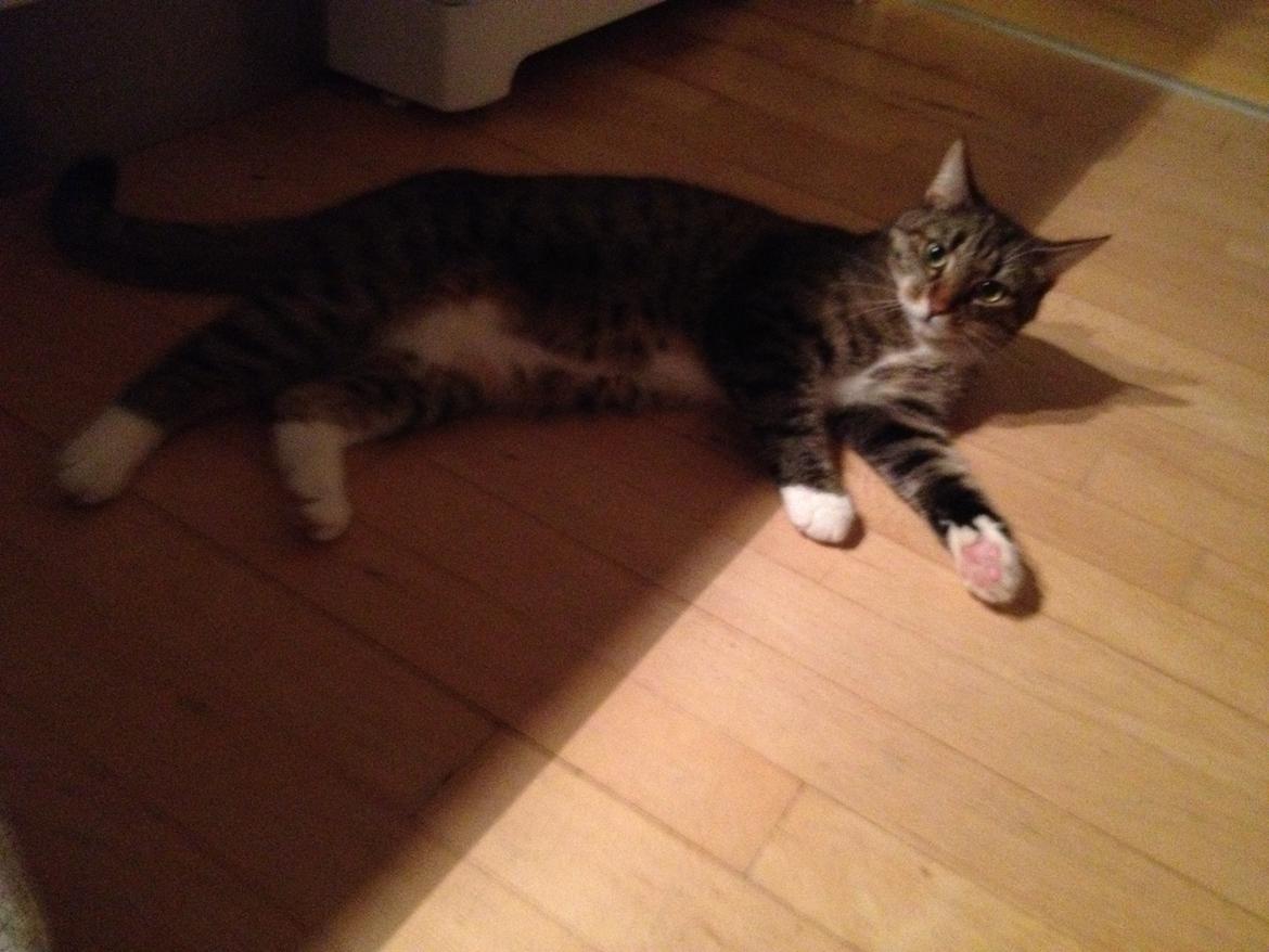 Huskat Fie billede 2