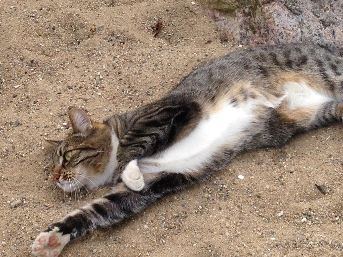 Huskat Fie billede 4