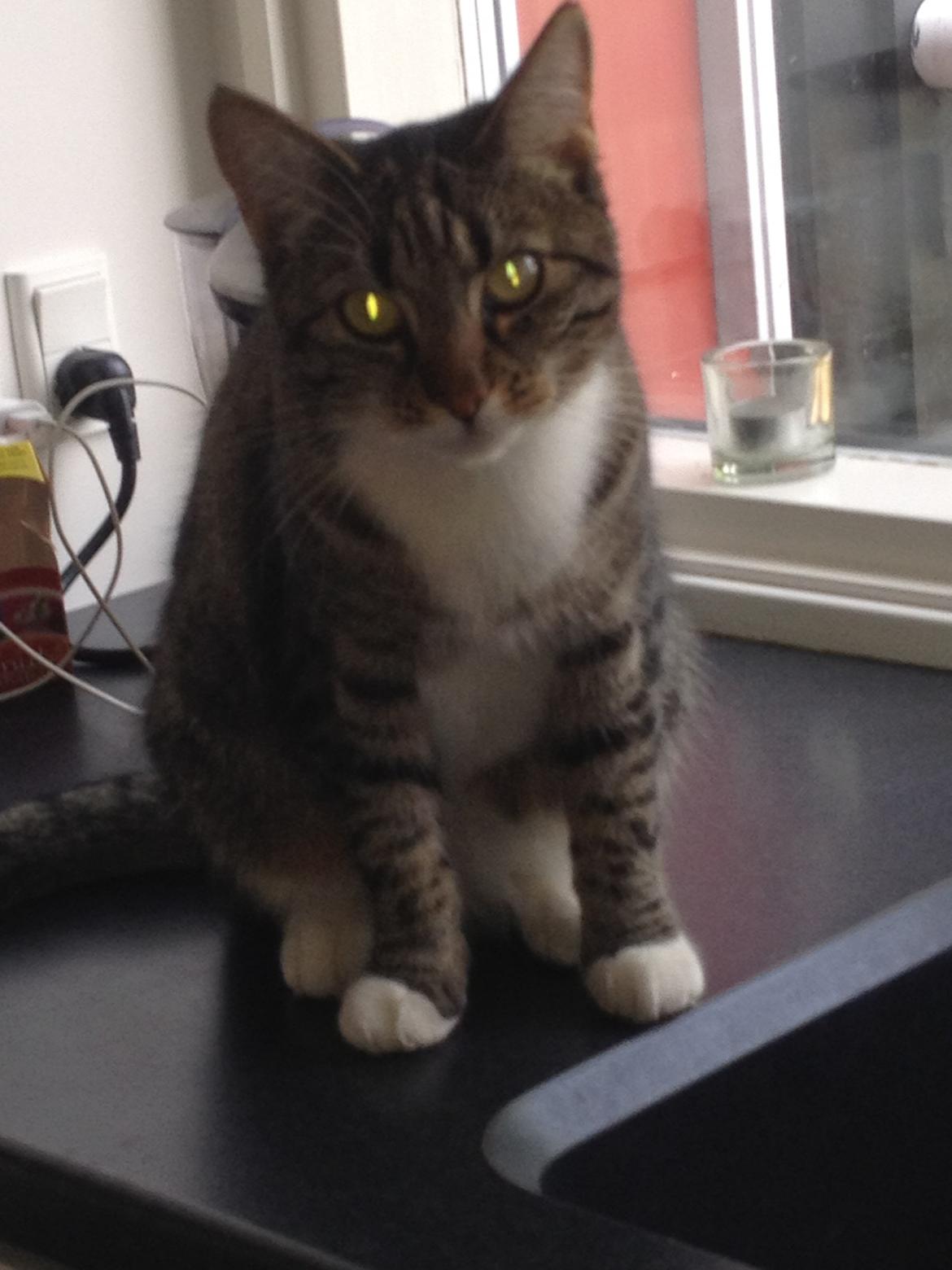 Huskat Fie billede 5