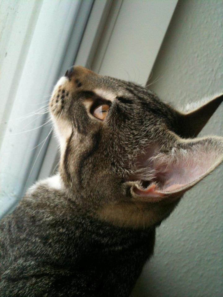 Huskat Bobo billede 1