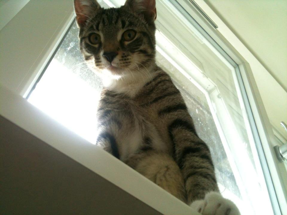 Huskat Bobo billede 2