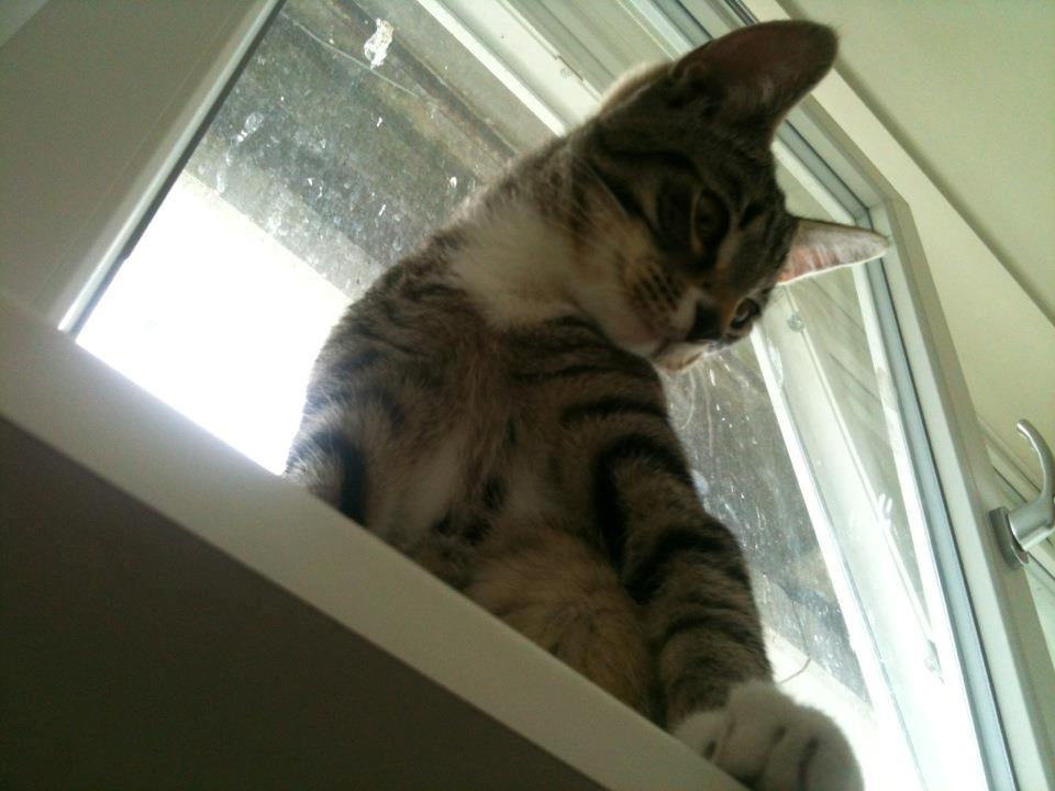 Huskat Bobo billede 3