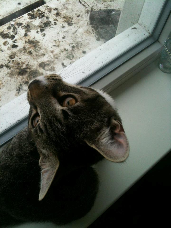 Huskat Bobo billede 4