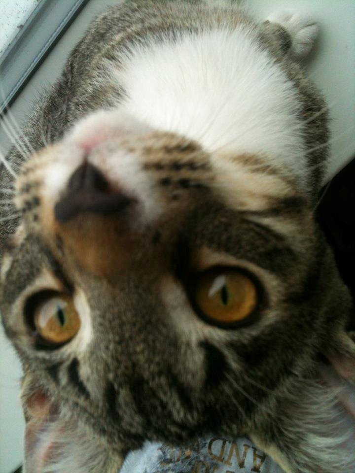 Huskat Bobo billede 5