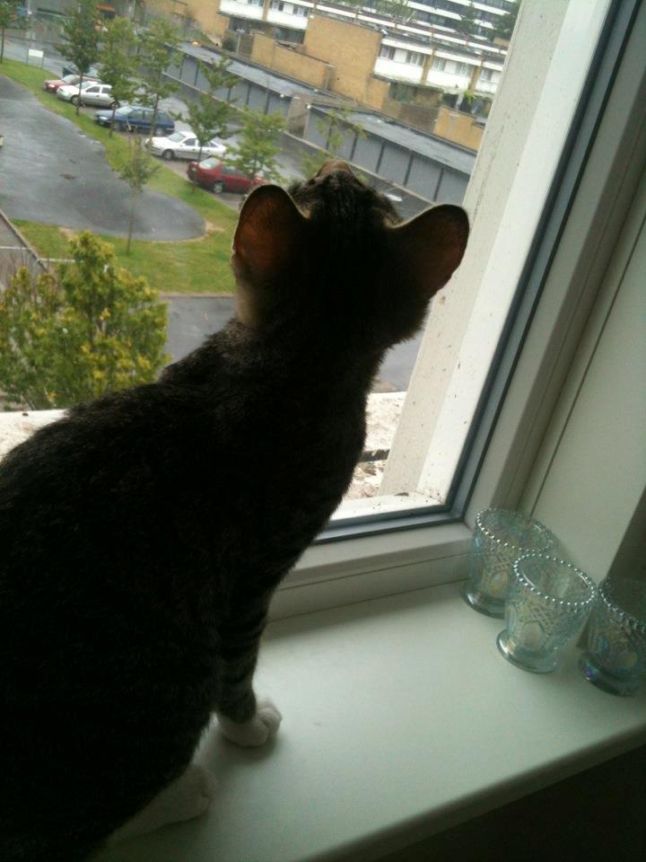 Huskat Bobo billede 7