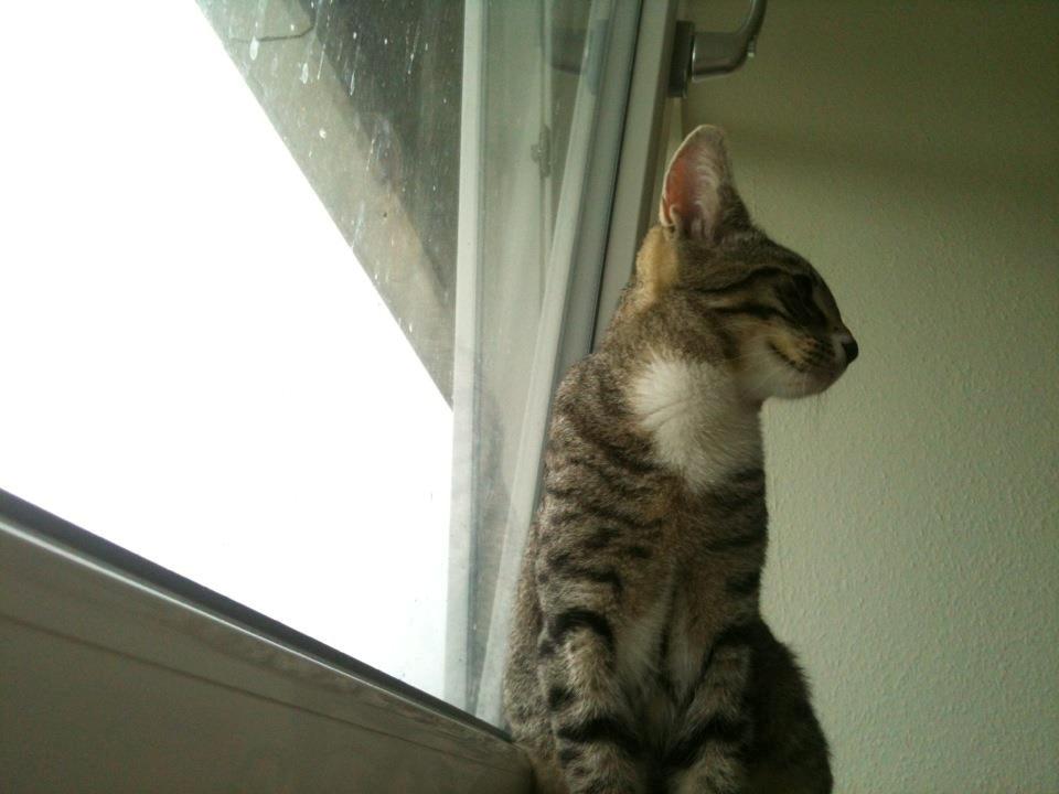 Huskat Bobo billede 8