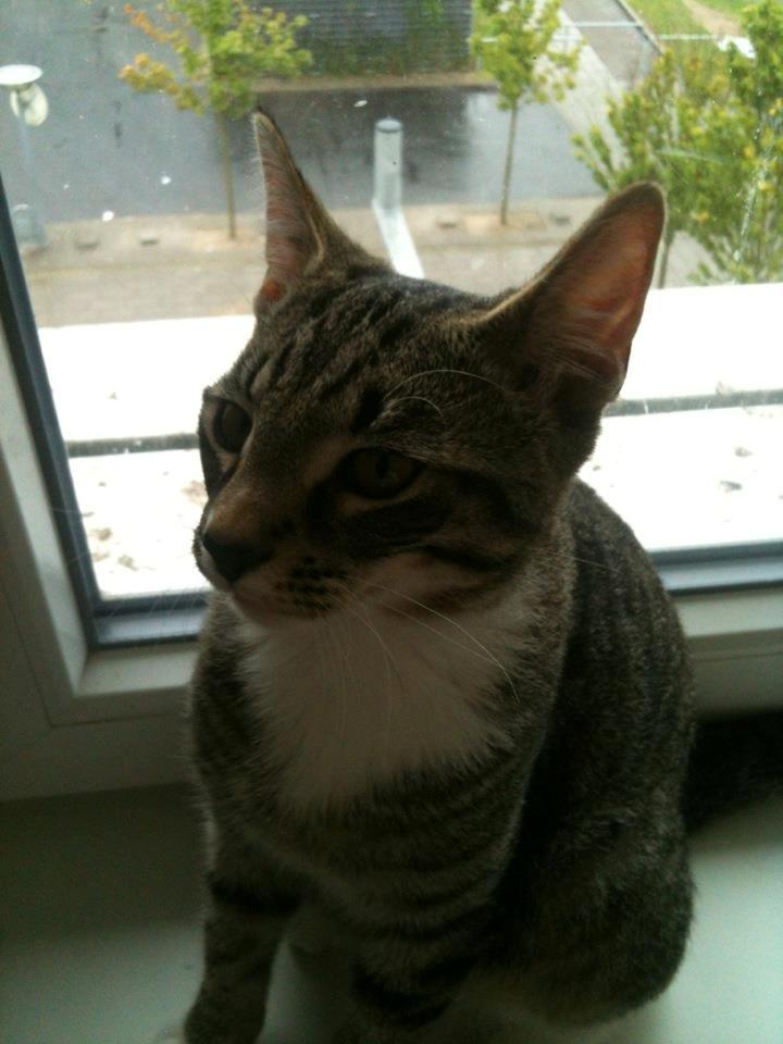 Huskat Bobo billede 9