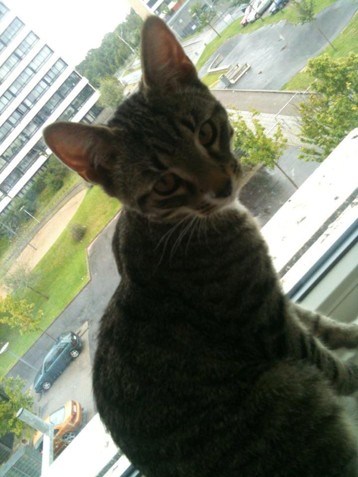 Huskat Bobo billede 10