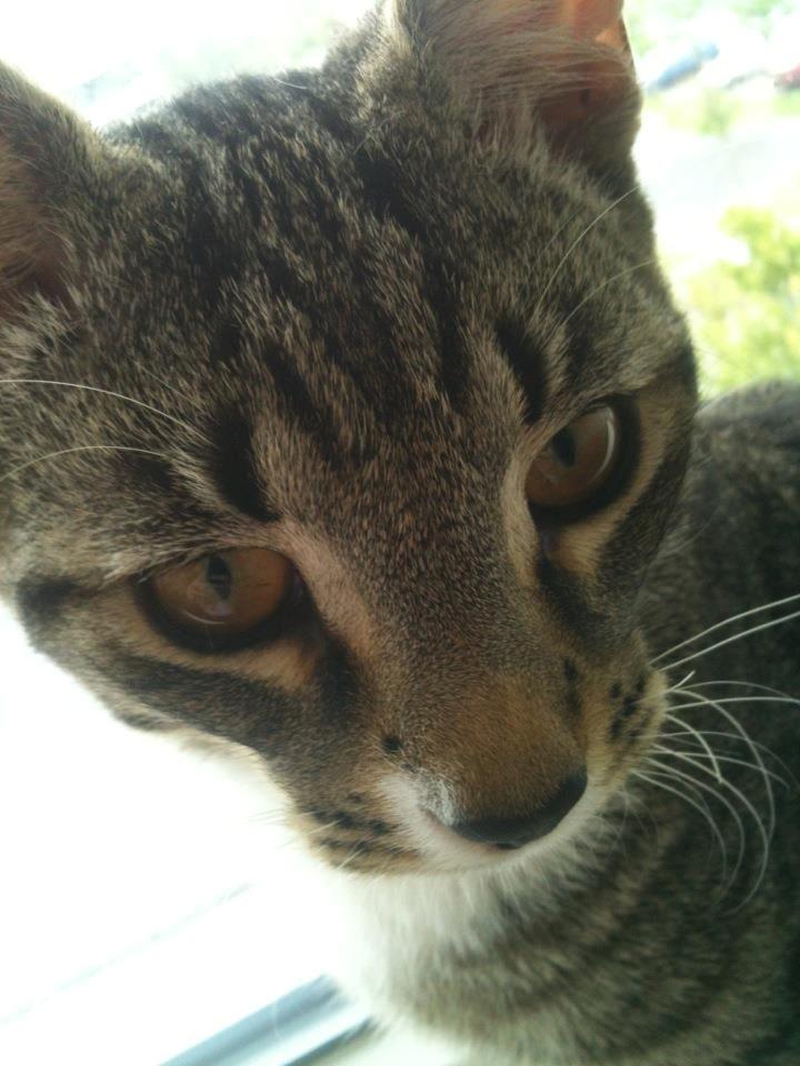 Huskat Bobo billede 11