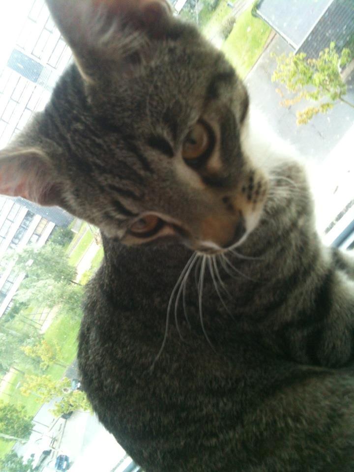 Huskat Bobo billede 12