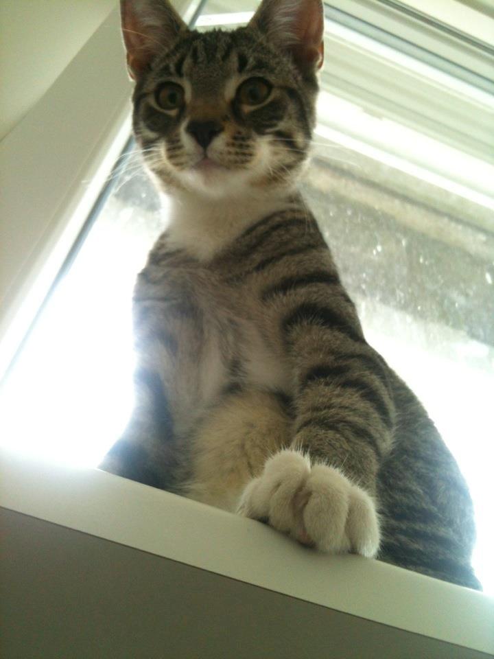 Huskat Bobo billede 6