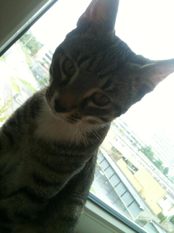 Huskat Bobo billede 13