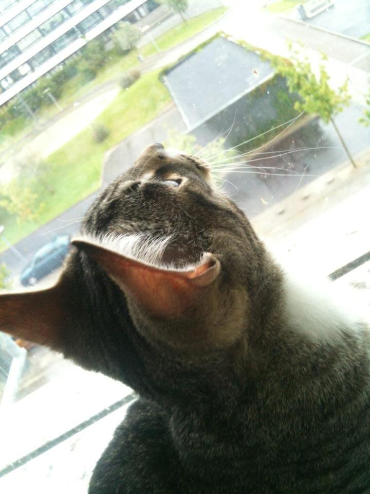 Huskat Bobo billede 14