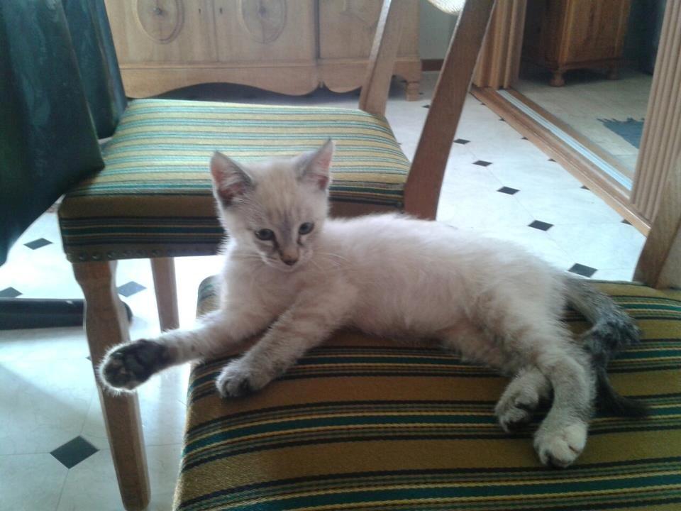 Huskat Mokai billede 4