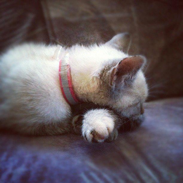 Huskat Mokai billede 5