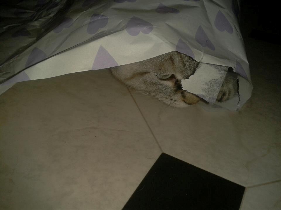 Huskat Mokai - Mokai hjælper os med af pakke gaver op :D billede 6