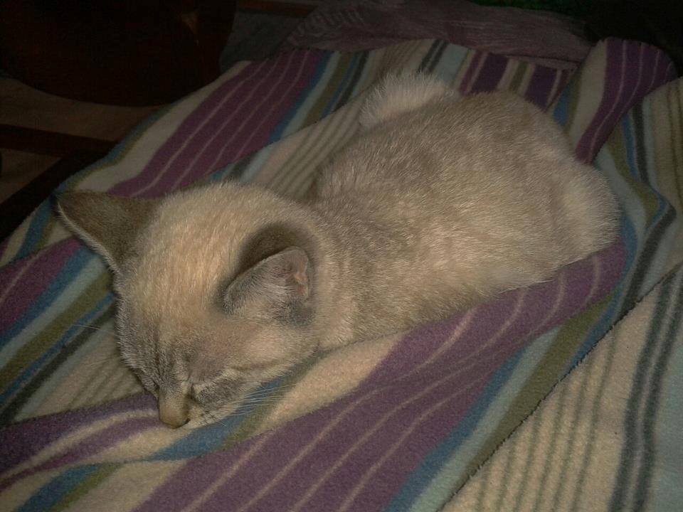 Huskat Mokai billede 7