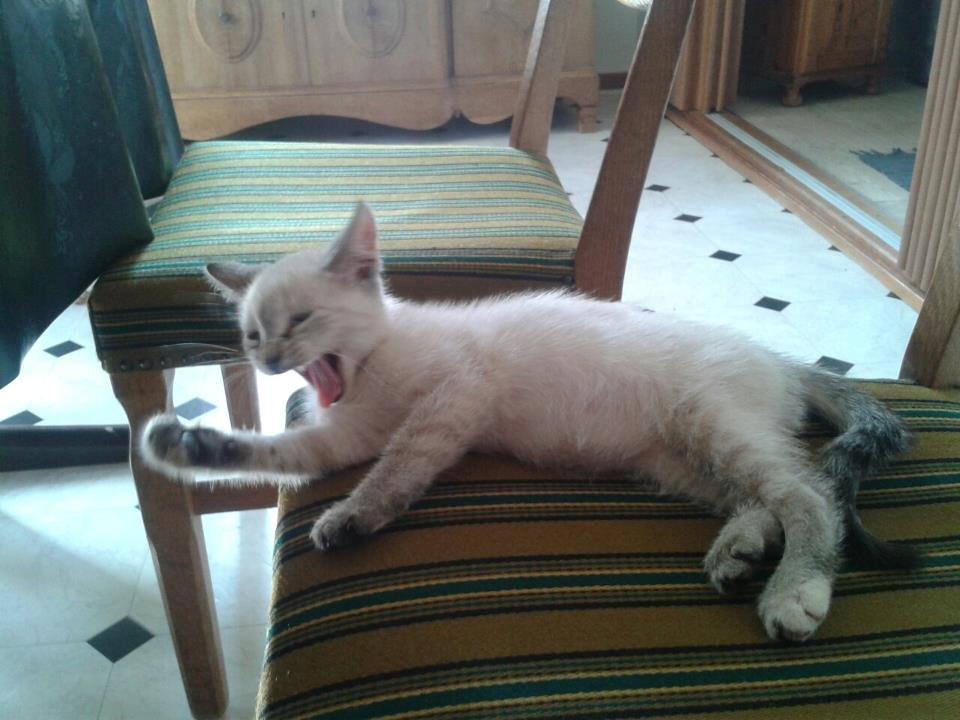 Huskat Mokai billede 8