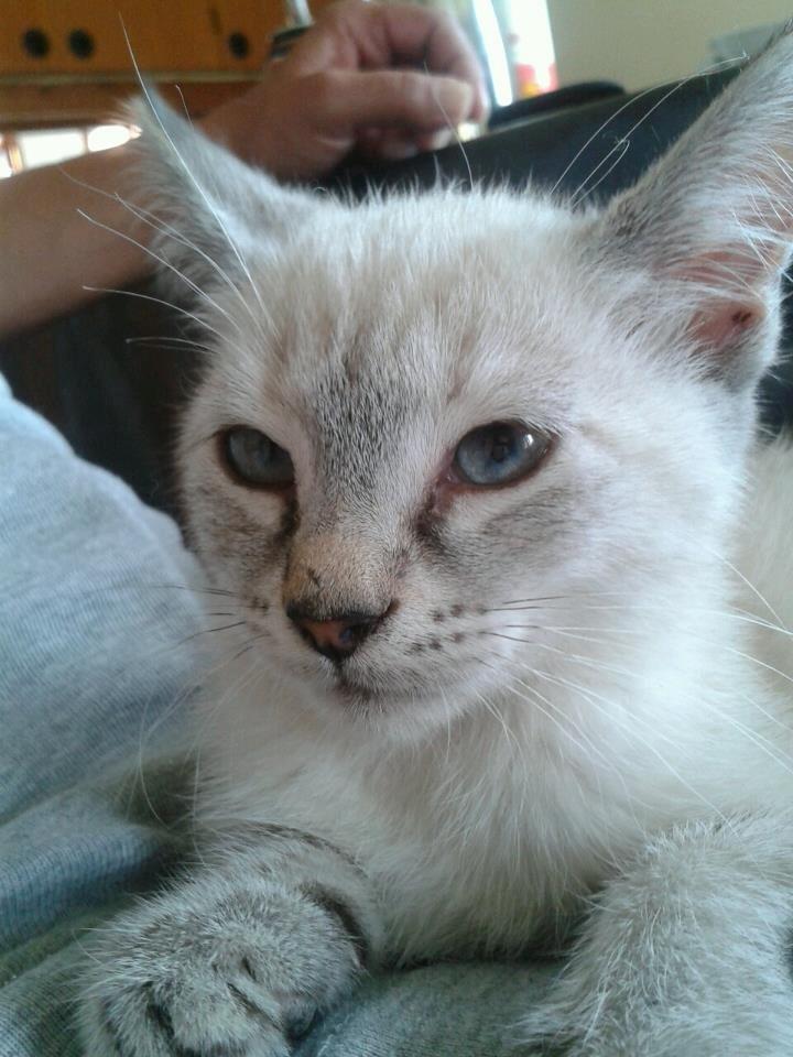 Huskat Mokai billede 1