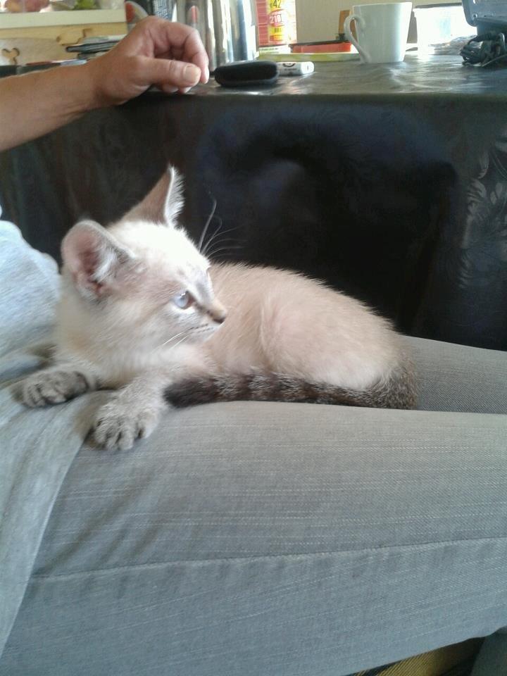 Huskat Mokai billede 2