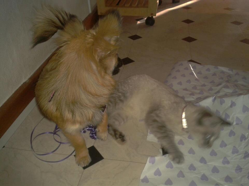 Huskat Mokai - Chili og Mokai hjælper med gaverne ;) billede 9