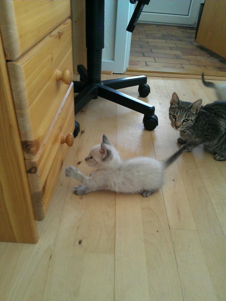 Huskat Mokai billede 10