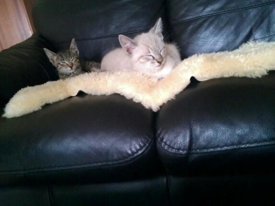 Huskat Mokai billede 11