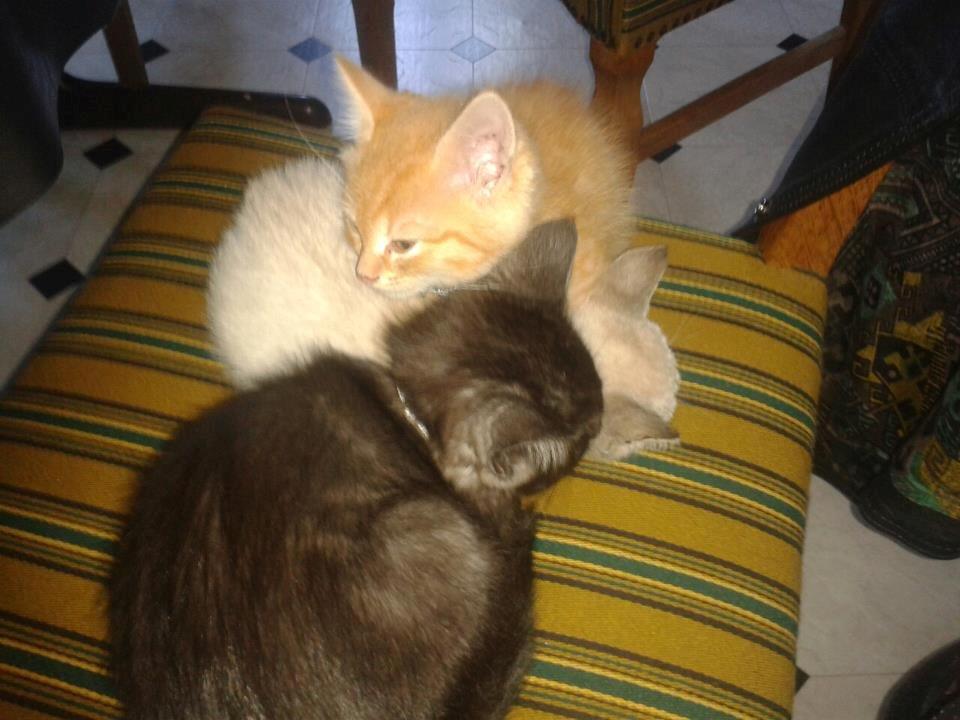 Huskat Mokai billede 12