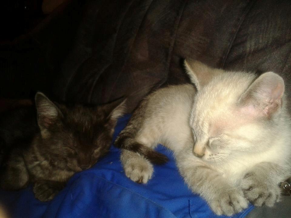 Huskat Mokai billede 13