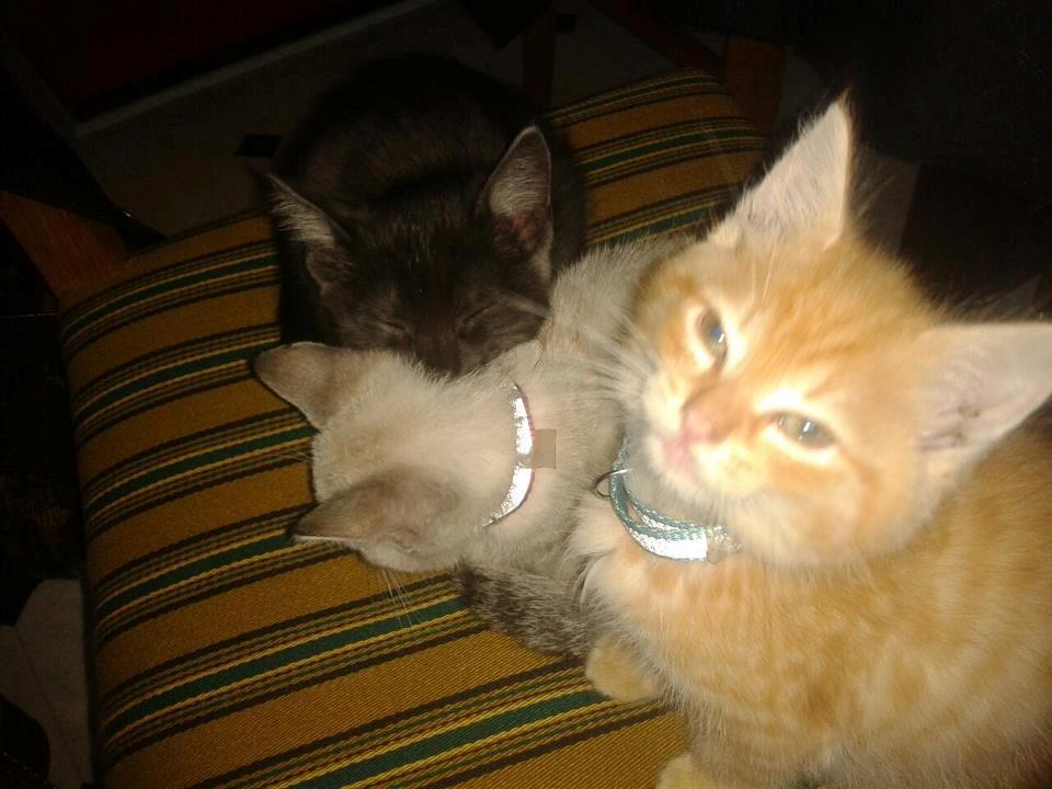 Huskat Mokai billede 14