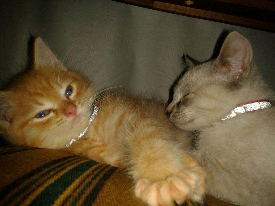 Huskat Mokai billede 15